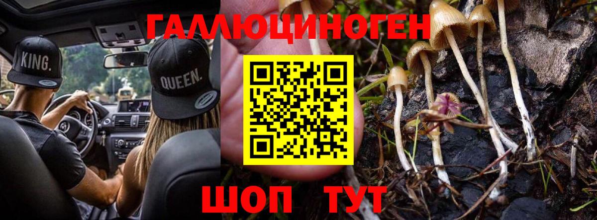 Псилоцибиновые грибы Psilocybe Белебей